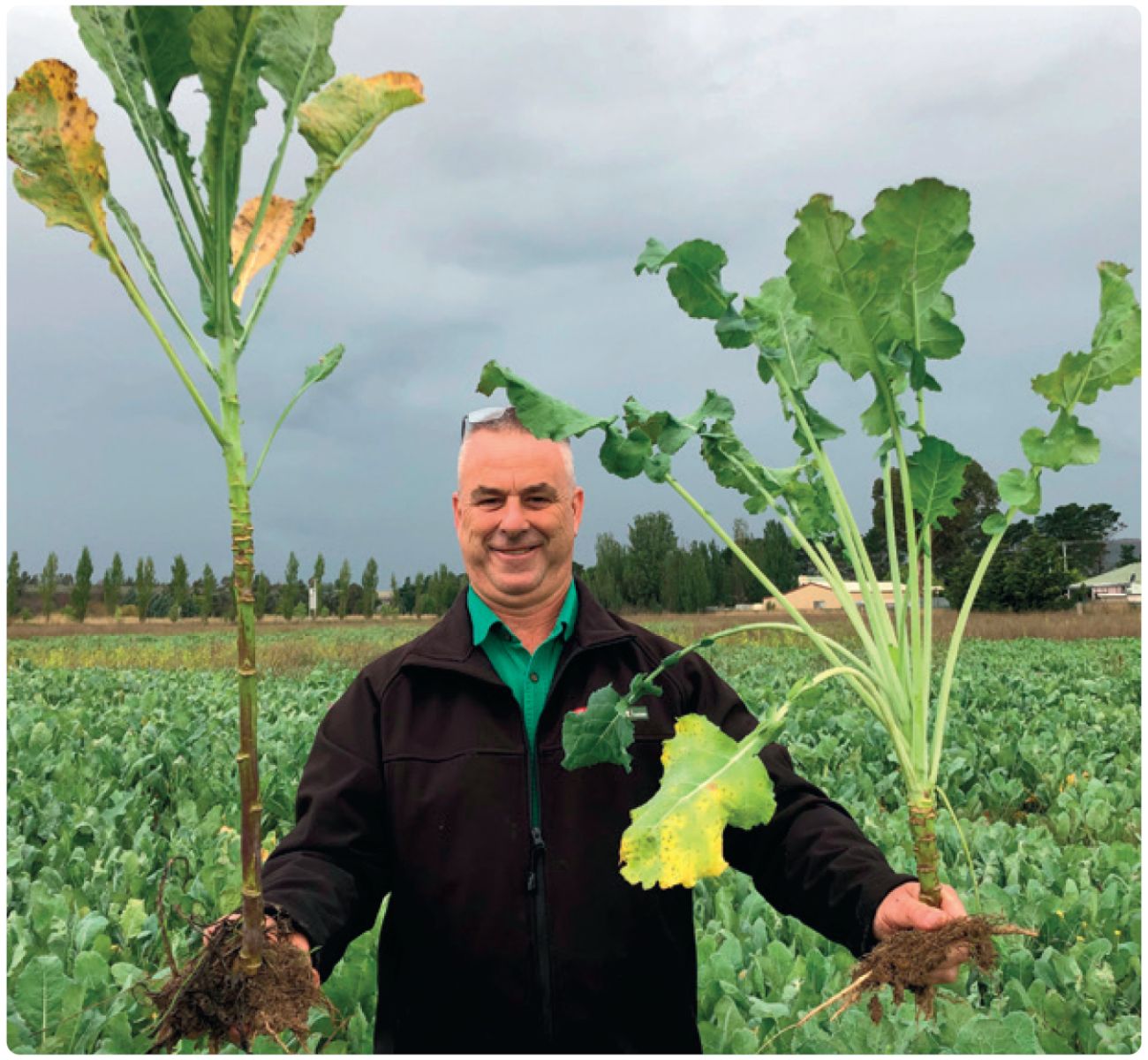 Mainstar Forage Rape DLF Seeds DLF Seeds Australia mainstar-forage-rape-dlf-seeds-dlf-seeds-australia